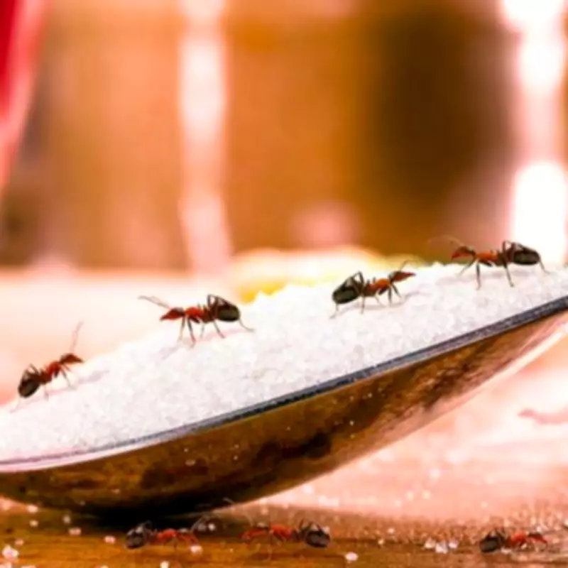 Vinegar Spray Keeps Ants and Flies Away This Spring