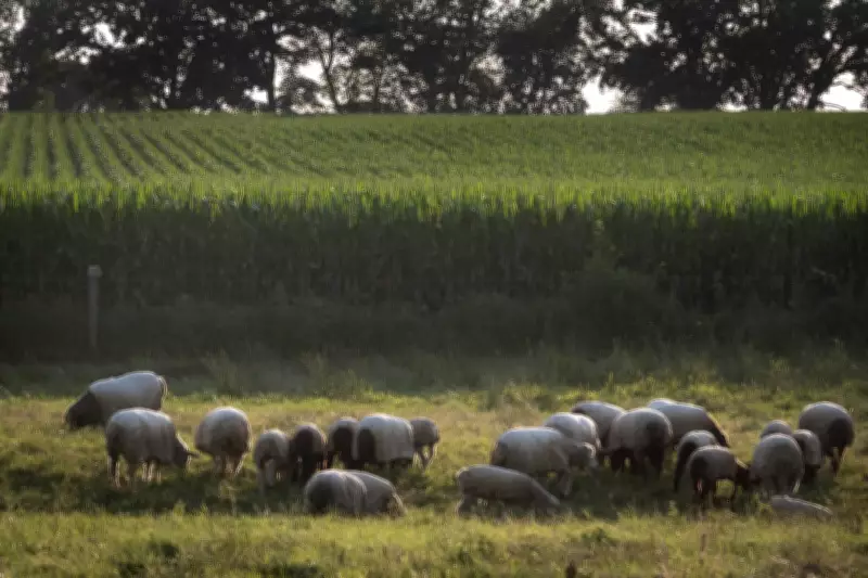 Viral Shepherd Job Ad Draws 59M Views Amid China's Employment Woes