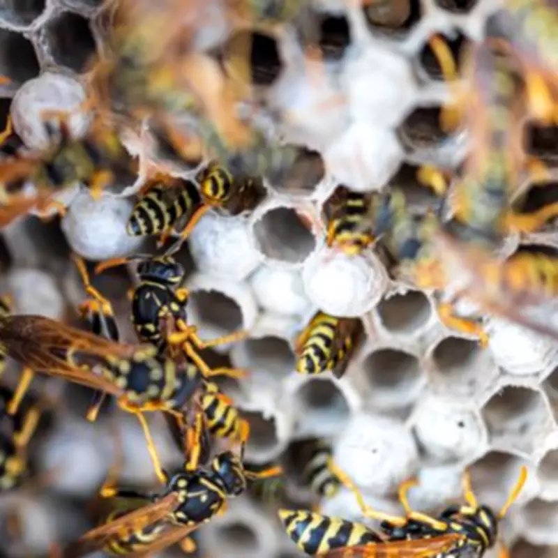 Wasp Nest Warning: Check Boots, Furniture and Toys