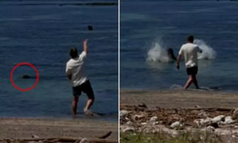 Wealthy tourist faces year in prison for throwing rock at protected Hawaiian monk seal