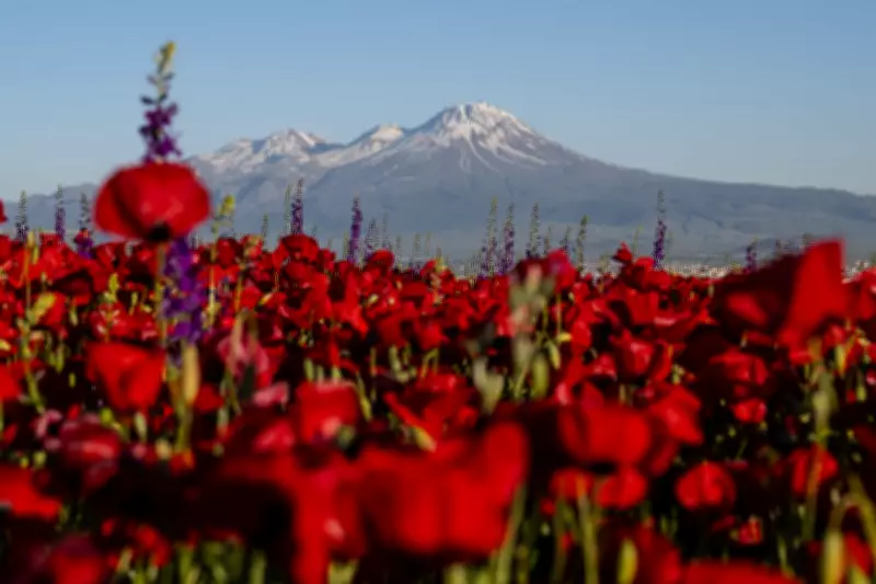 Weekend Photos: Poppies, Protests, and Pride Around the World