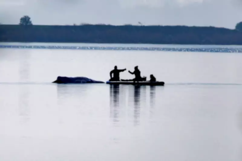 Whale Expert: Why Stranded Humpback Timmy Should Have Been Euthanised
