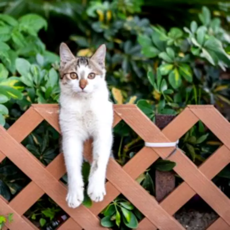 What to Do If Neighbour's Cat or Dog Poos in Your Garden: UK Rules
