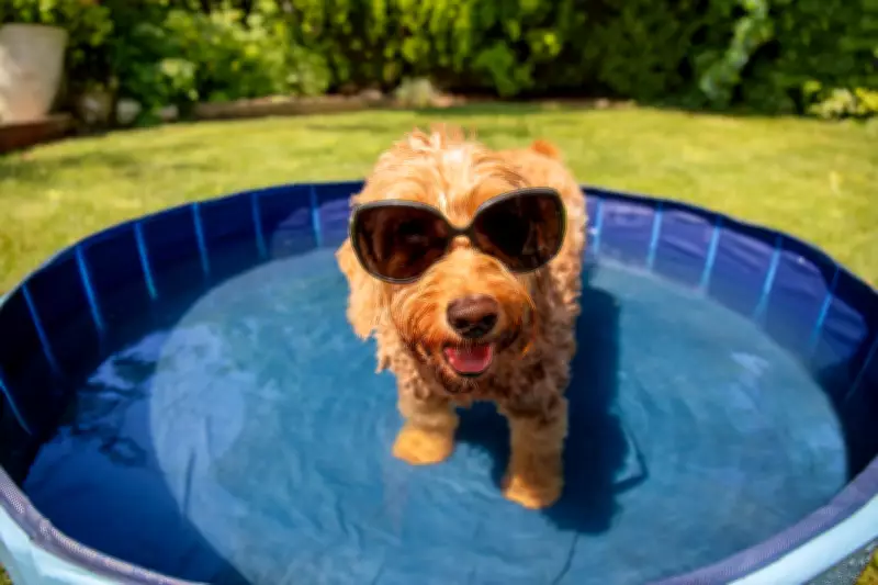 When Is It Too Hot to Walk Your Dog? 11 Safety Tips for Heatwaves