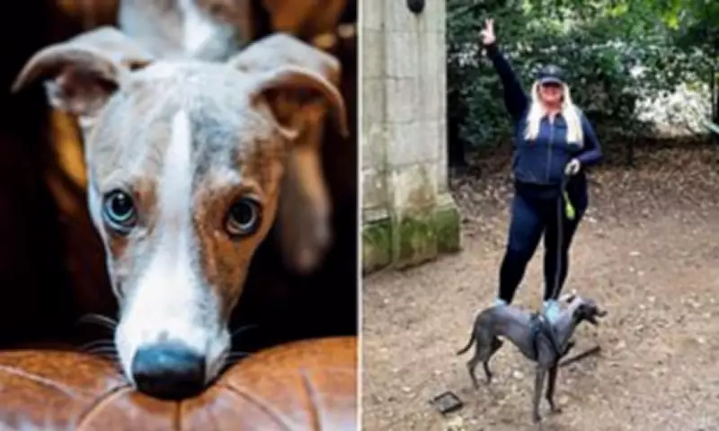Whippets Surge in UK Popularity, But Experts Warn of Training Needs