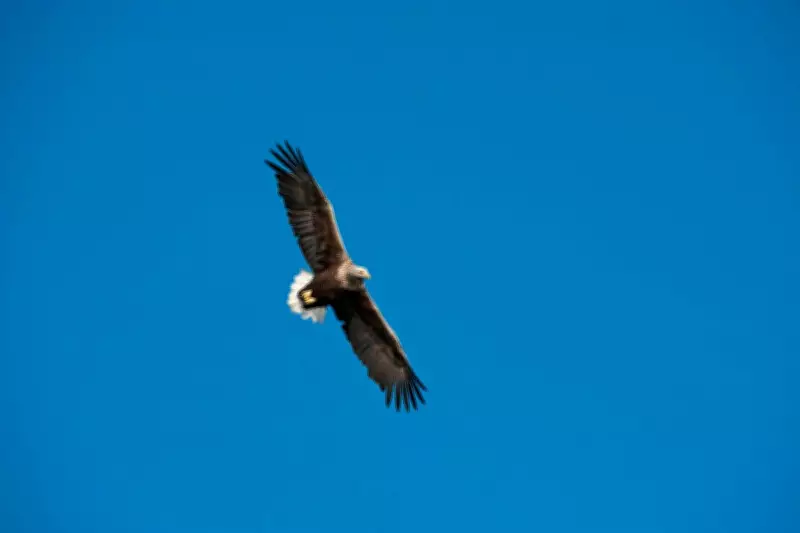 White-Tailed Eagles to Return to Exmoor After 200-Year Absence