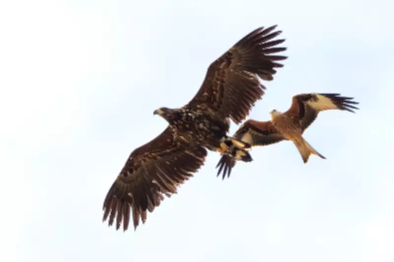 White-tailed eagles to return to Exmoor after more than 200 years