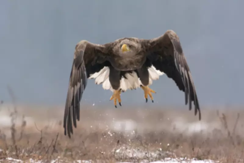 White-Tailed Eagles to Return to Exmoor Despite Farmer Concerns