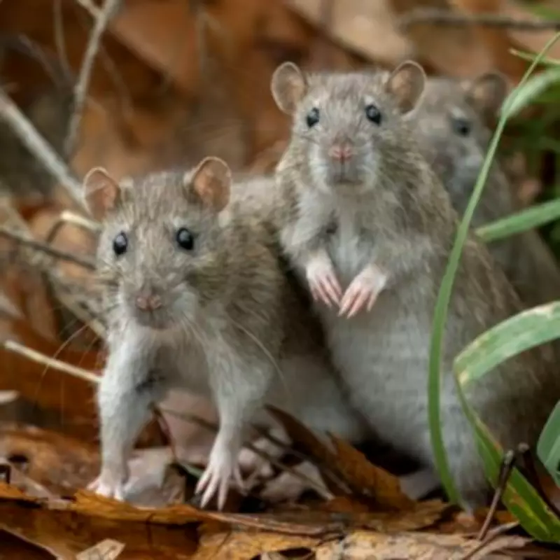 WHO Shares 7 Effective Measures to Prevent Hantavirus Spread