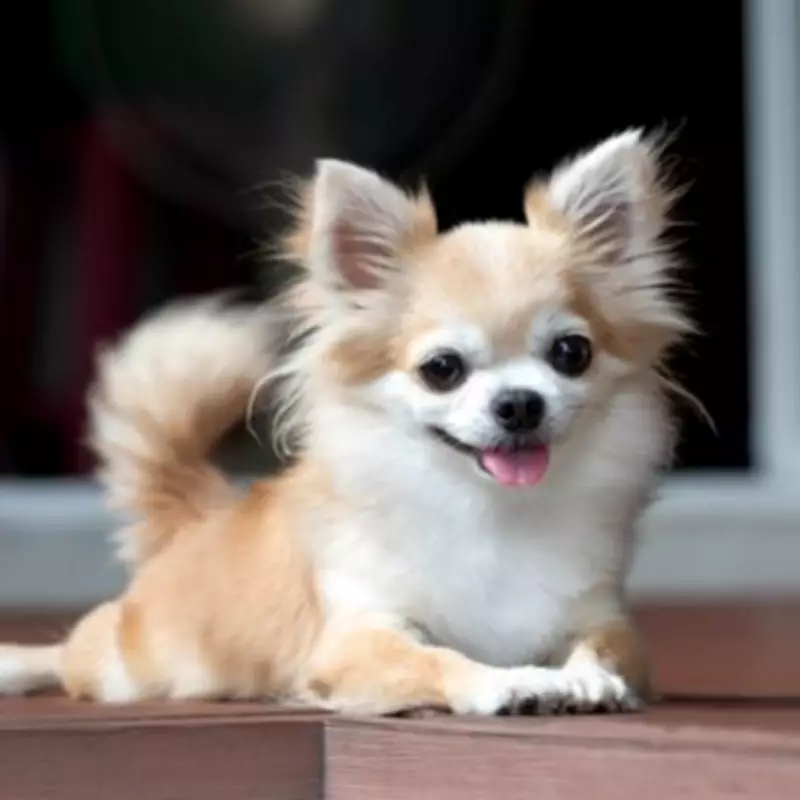 Why a Wagging Tail Doesn't Always Mean a Happy Dog