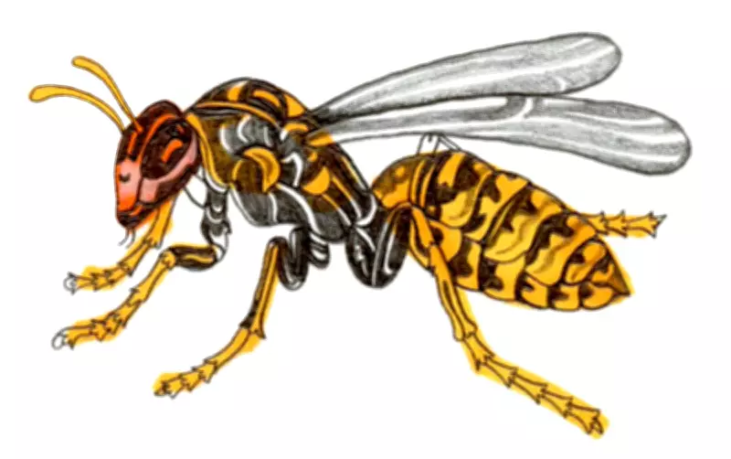 Why Can't Wasps Swim? Fun Kids' Quiz Questions