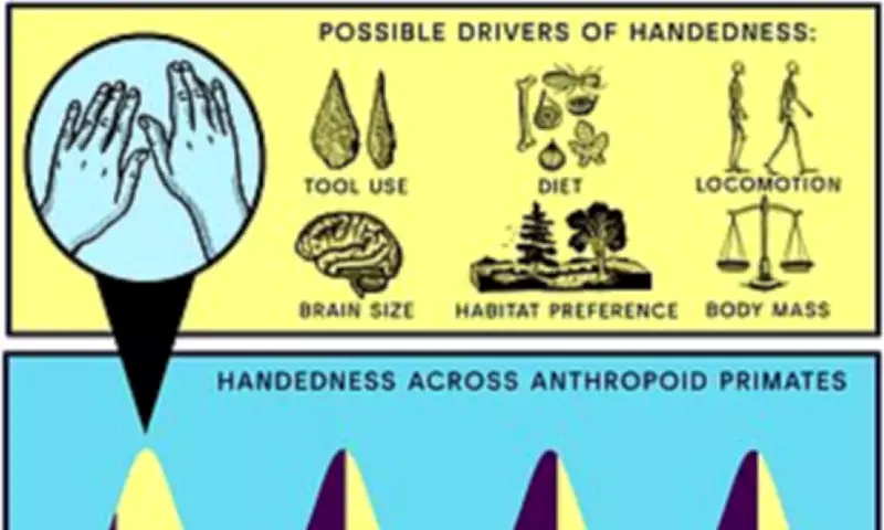 Why Most Humans Are Right-Handed: Oxford Scientists Uncover Evolution's Answer