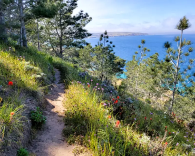 Wildfire Threatens Unique Santa Rosa Island Flora with Extinction