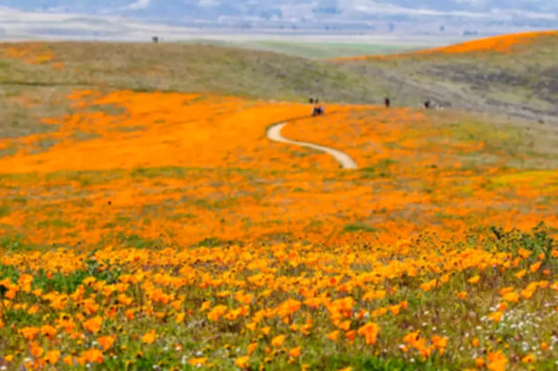 Wildflower Tourism: Top 5 Blooming Destinations for 2026