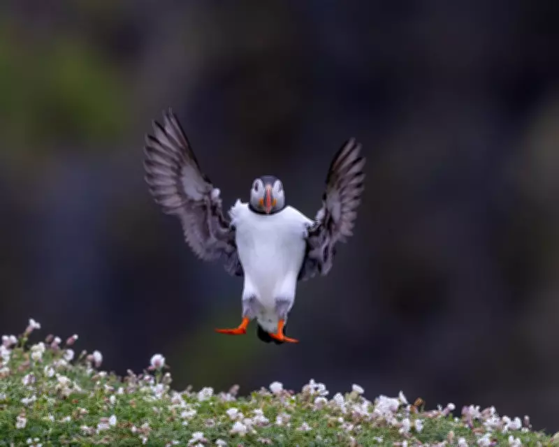 Wildlife Highlights: Chonky Sea Lion, Amorous Toads and Adorable Gosling