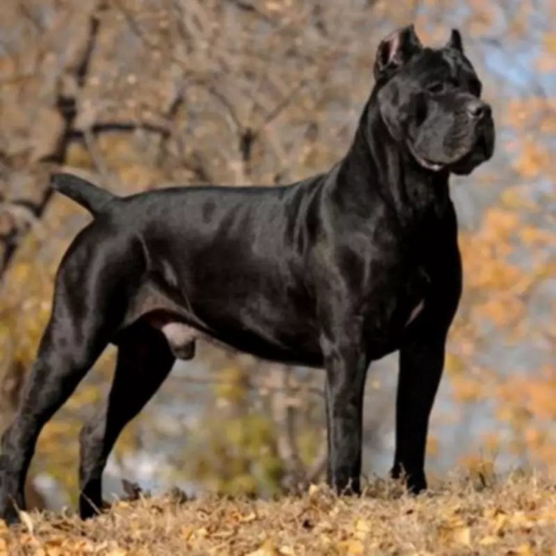 Woman's Throat Ripped Open in Cane Corso Dog Attack, Needs Emergency Surgery