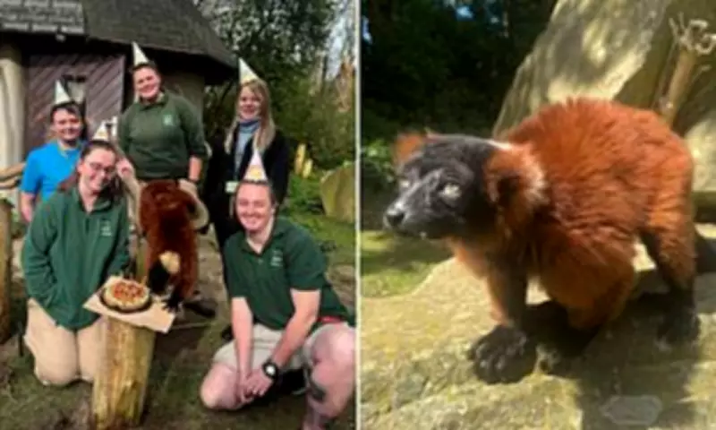 World's Oldest Red Ruffed Lemur Celebrates 30th Birthday at Blackpool Zoo