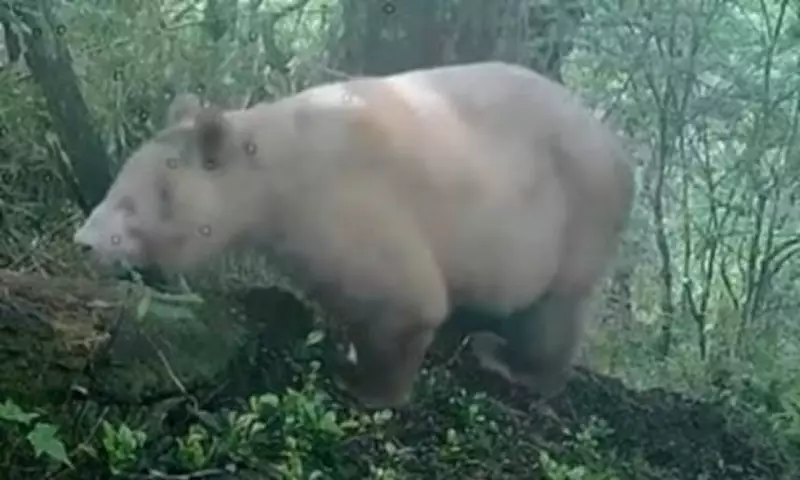 World's Only Albino Panda Spotted in Chinese Nature Reserve
