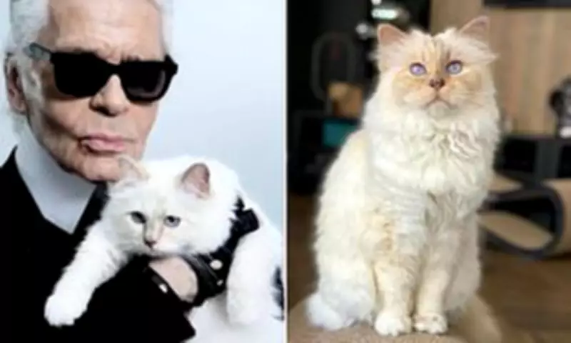 World's Richest Cat Choupette Now Broke After Lagerfeld's Death