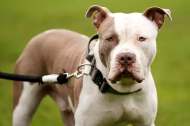 XL Bully Owner Pleads Guilty After Fatal Attack on Teen in Bristol
