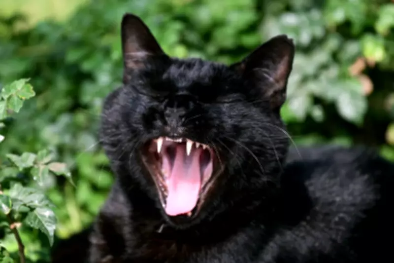 Yawning's Surprising Role in Brain Fluid Regulation Revealed by New Study