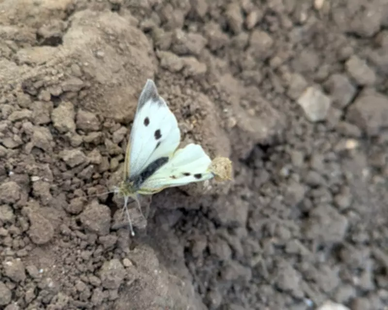 Young Country Diary: Helping a Large White Butterfly Emerge from Its Chrysalis