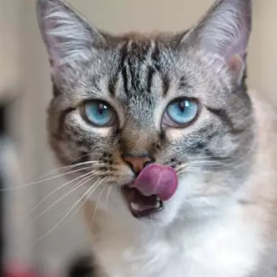 10 Signs Your Cat Really Loves You, According to Experts