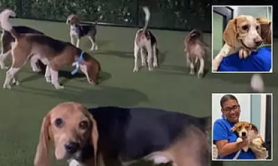 300 Beagles Rescued from Wisconsin Lab Headed for Adoption in Florida
