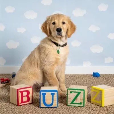 Adorable Guide Dog Puppy Buzz Gets Movie-Themed Photoshoot