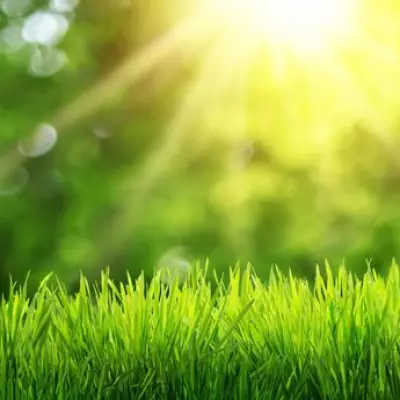 Aerate Your Lawn in May for a Lush Green Summer Garden