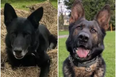 Appeal for Retired Police Dogs Miki and Kenai Needing Surgery