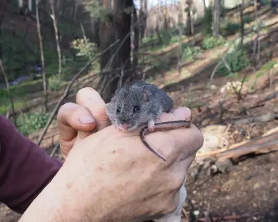 Australia's Environmental Reforms Fail to Deliver on Promises
