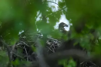 Bald eagle hatchlings sighted in Chicago park for first time in over a century