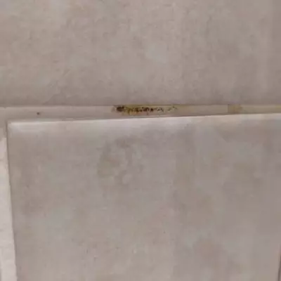 Best Mould Remover for Grout: HG Wins in Test of 3 Products
