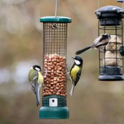 Bird Feeder Warning: Deadly Disease Risk Rises During UK Heatwave