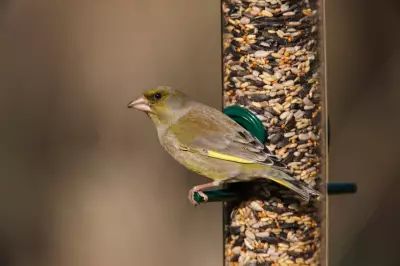 Bird Feeders Linked to Greenfinch Decline: RSPB Advice