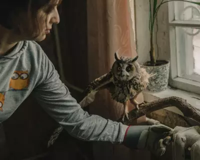Blinded Owl Sunny Becomes Symbol of War's Toll on Ukraine's Birds