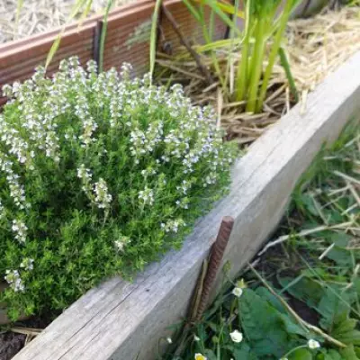 Boost Herb Growth: Add Eggshells to Soil for Rosemary, Thyme, Lavender
