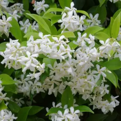 Boost Jasmine Blooms This Summer with 3 Essential May Tasks