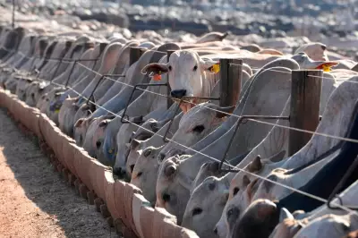 Brazil Says EU to Block Its Animal Product Exports from September