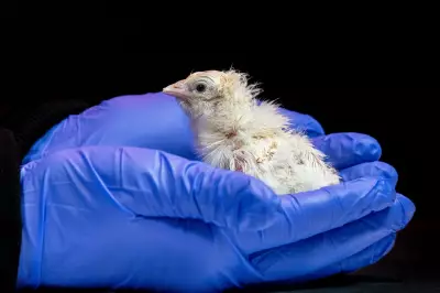 Breakthrough as baby chicks hatched from artificial eggshell