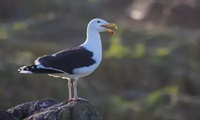 British Seagull Numbers Plummet by Over a Third in Two Decades
