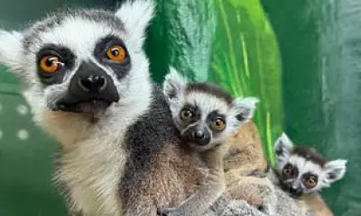 British Zoo Welcomes First Ring-Tailed Lemur Twins in 13 Years