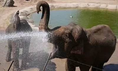 Chester Zoo Animals Cool Off in Record May Heatwave
