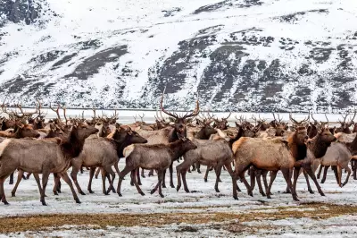 Chronic Wasting Disease Found on National Elk Refuge Sparks Herd Reduction Talks