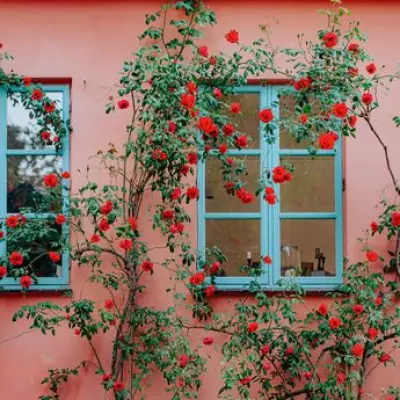 Climbing Roses Bloom Fuller with Simple Horizontal Training Trick