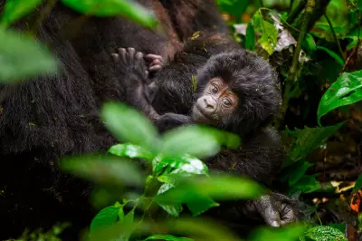 Counting Mountain Gorillas in Uganda: A Census in Pictures