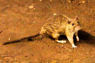Cruise Ship Hantavirus Outbreak Kills 3 in Atlantic, WHO Reports