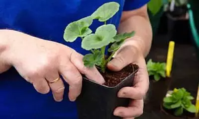 Daily Watering Could Be Killing Your Plants, Which? Warns