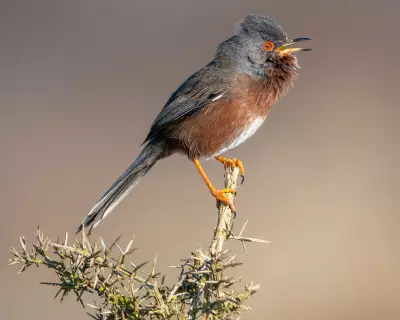 Dartford Warbler Stages Remarkable Comeback 60 Years After Near Extinction in England